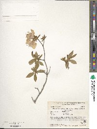 Rhododendron yedoense f. poukhanense image