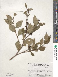 Lyonia lucida image