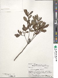 Rhododendron atlanticum image