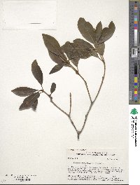 Rhododendron arborescens image