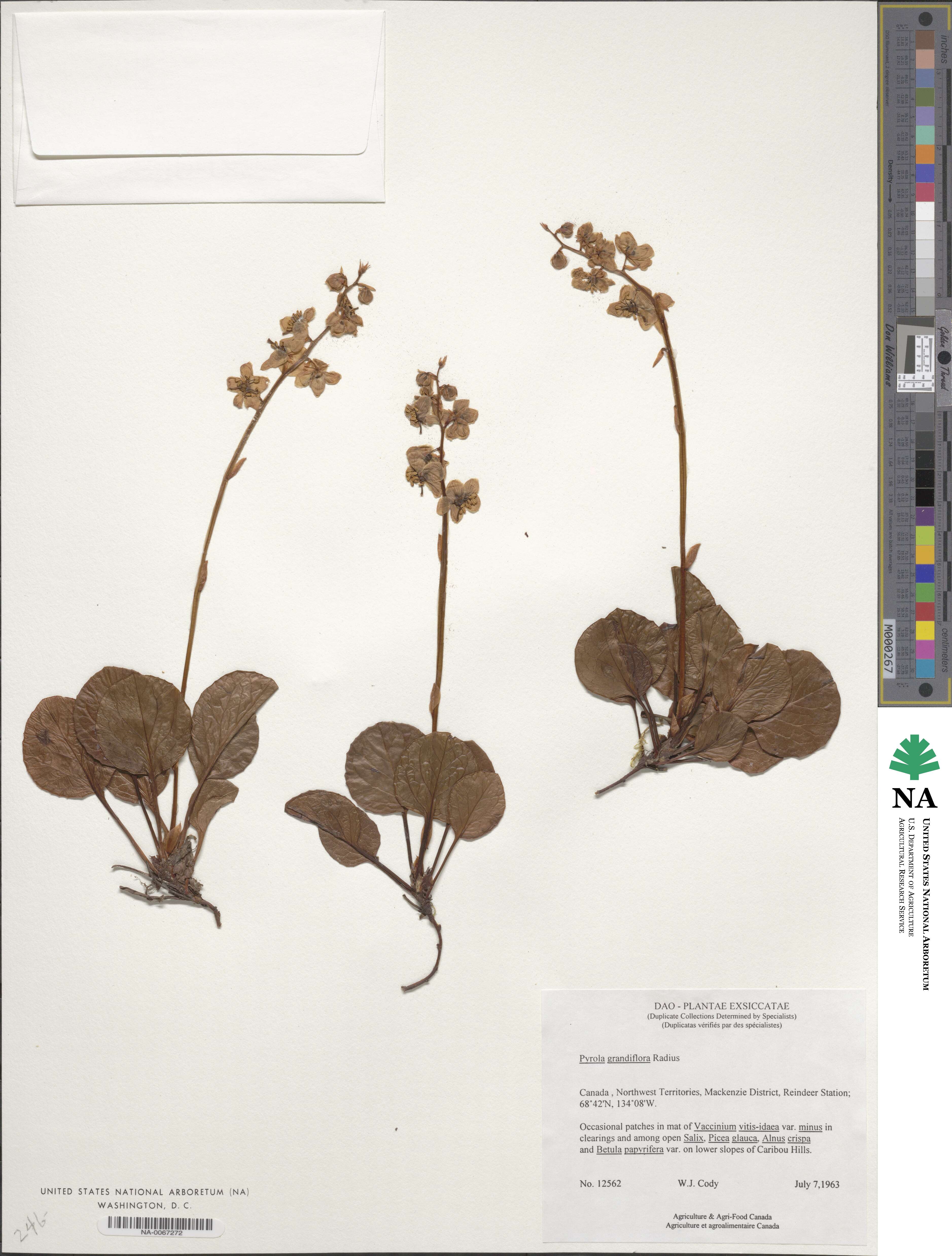 Pyrola grandiflora image