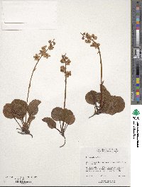 Image of Pyrola grandiflora