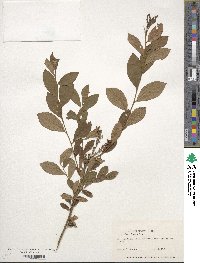 Lyonia ligustrina image