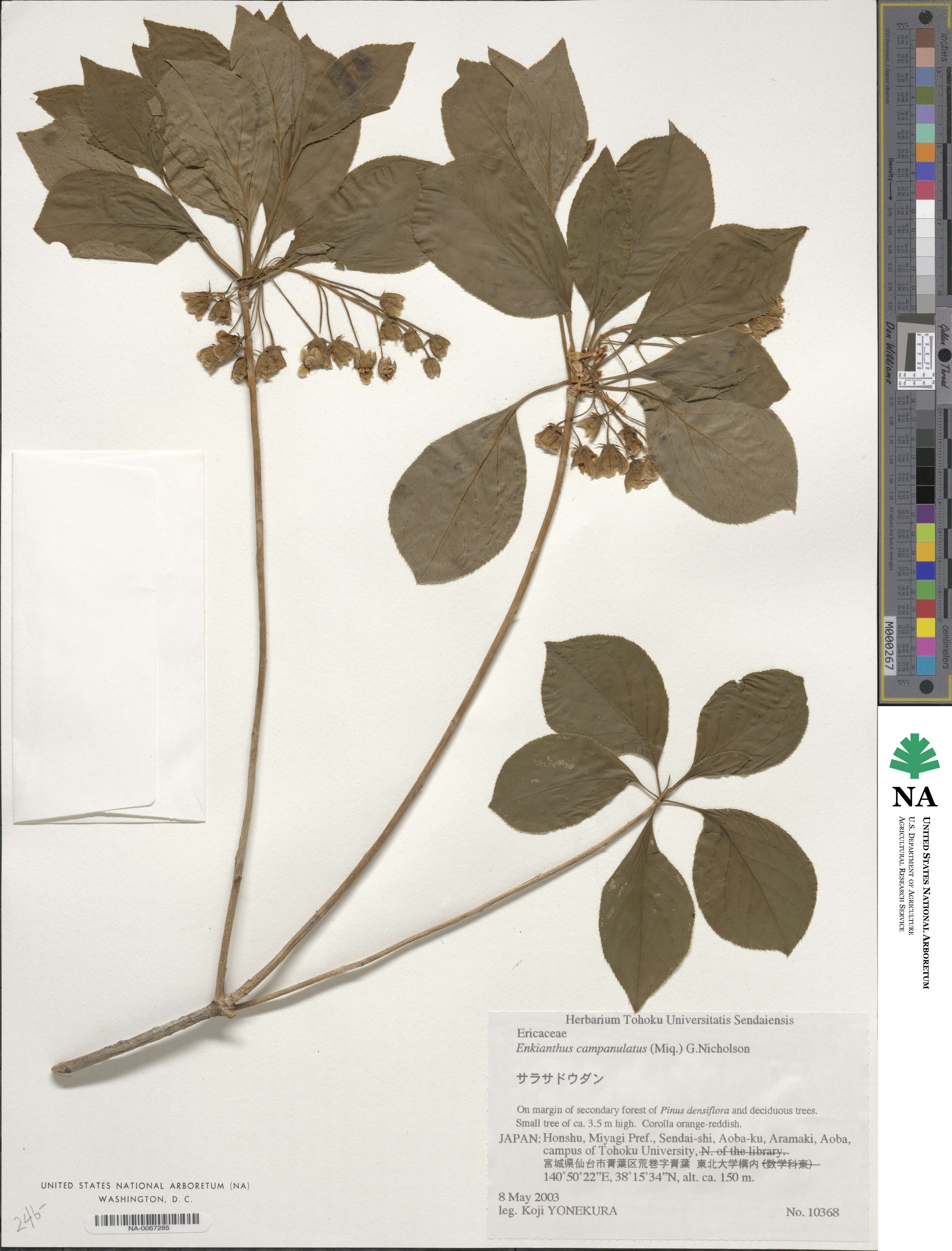 Enkianthus image