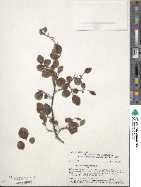 Vaccinium angustifolium image