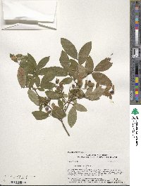 Vaccinium corymbosum image