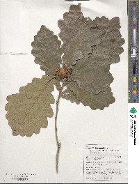 Quercus aliena image