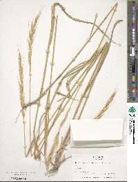 Bothriochloa ischaemum image