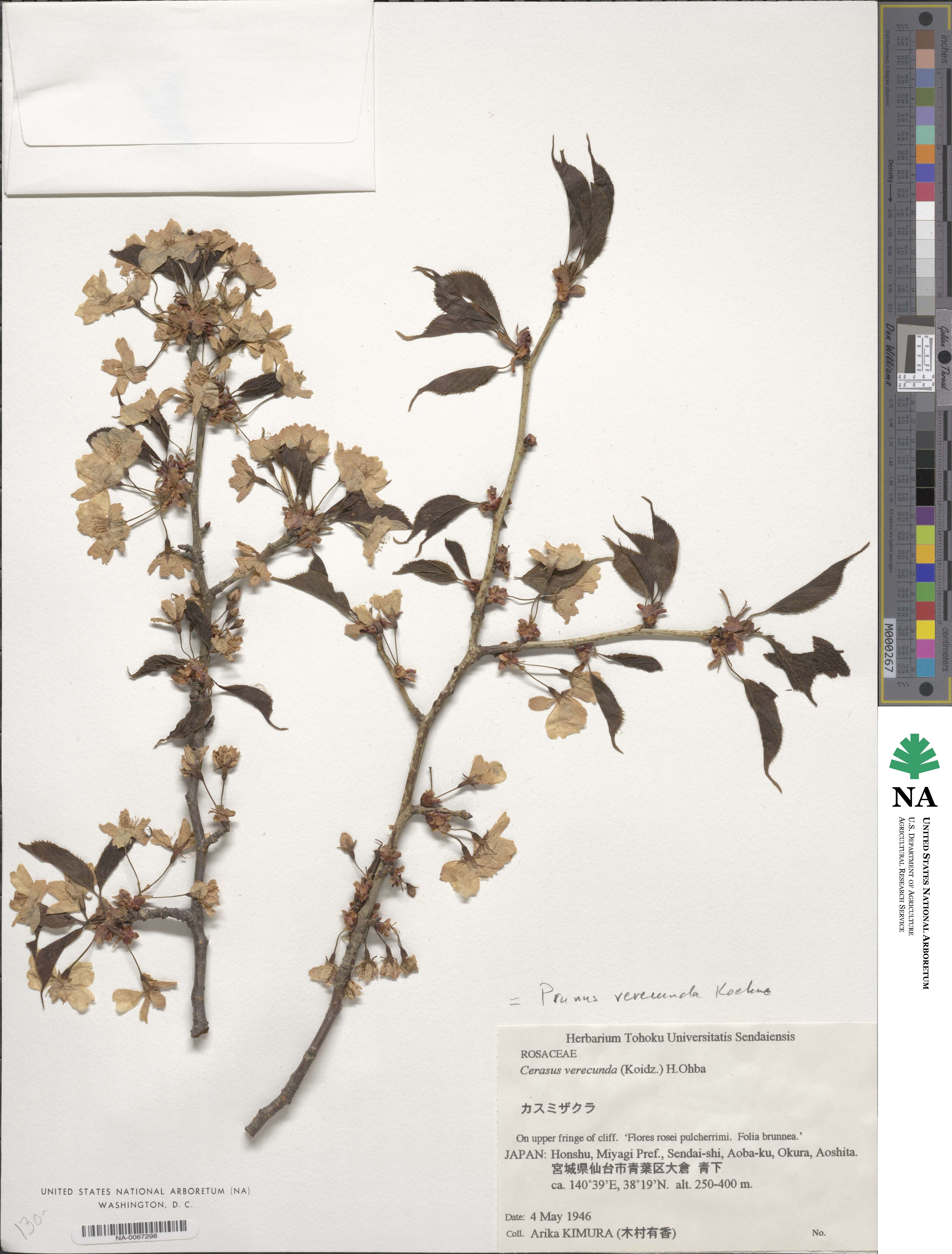 Prunus leveilleana image