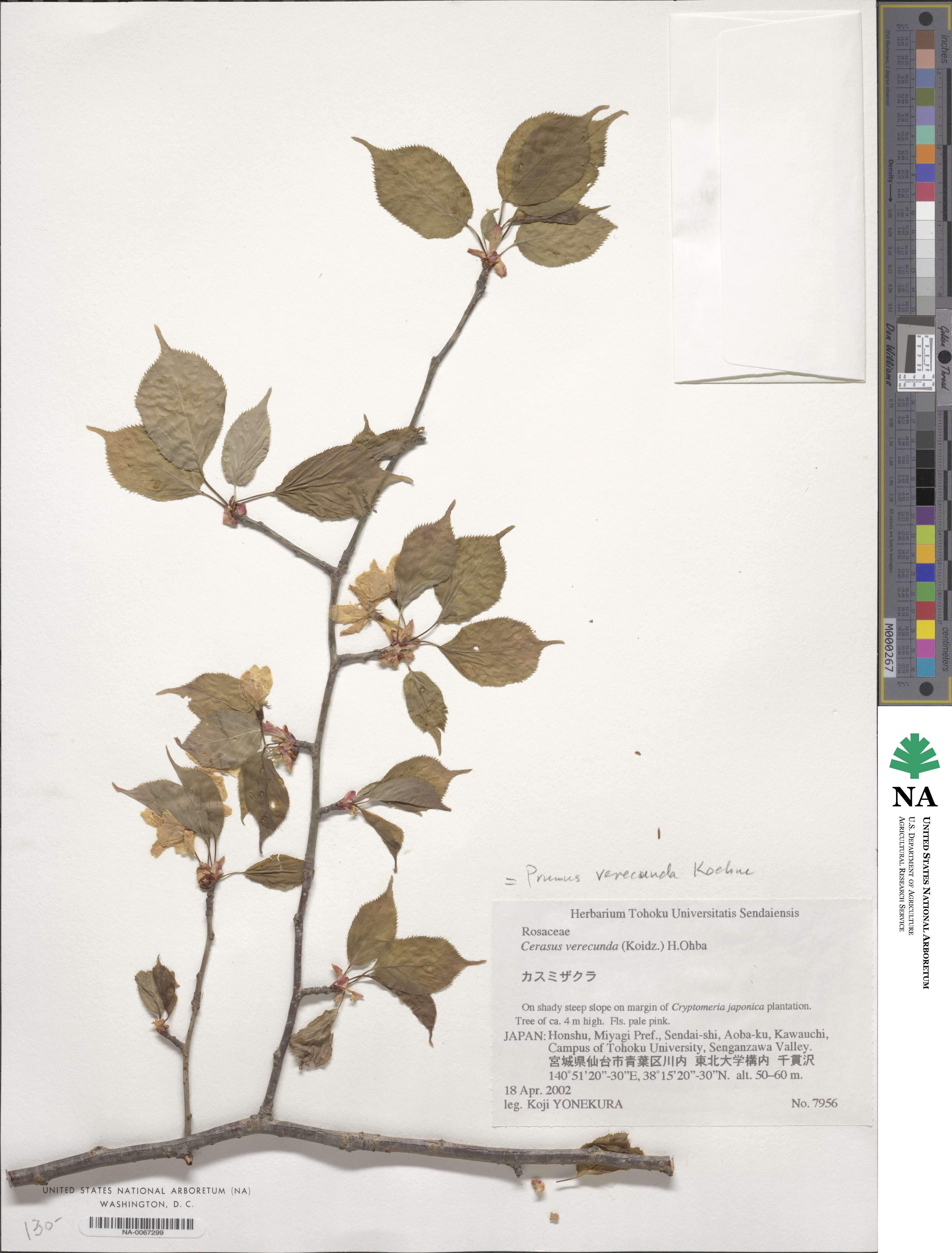 Prunus leveilleana image