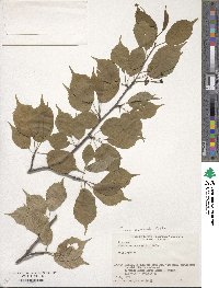 Prunus leveilleana image