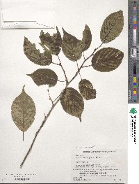 Prunus sargentii image