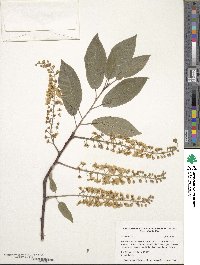 Prunus padus image