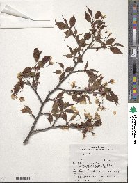 Prunus nipponica image