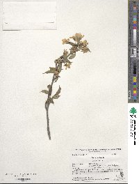 Prunus avium image