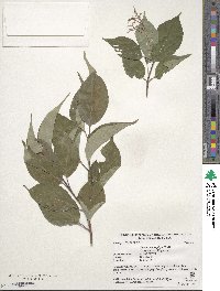 Cornus macrophylla image
