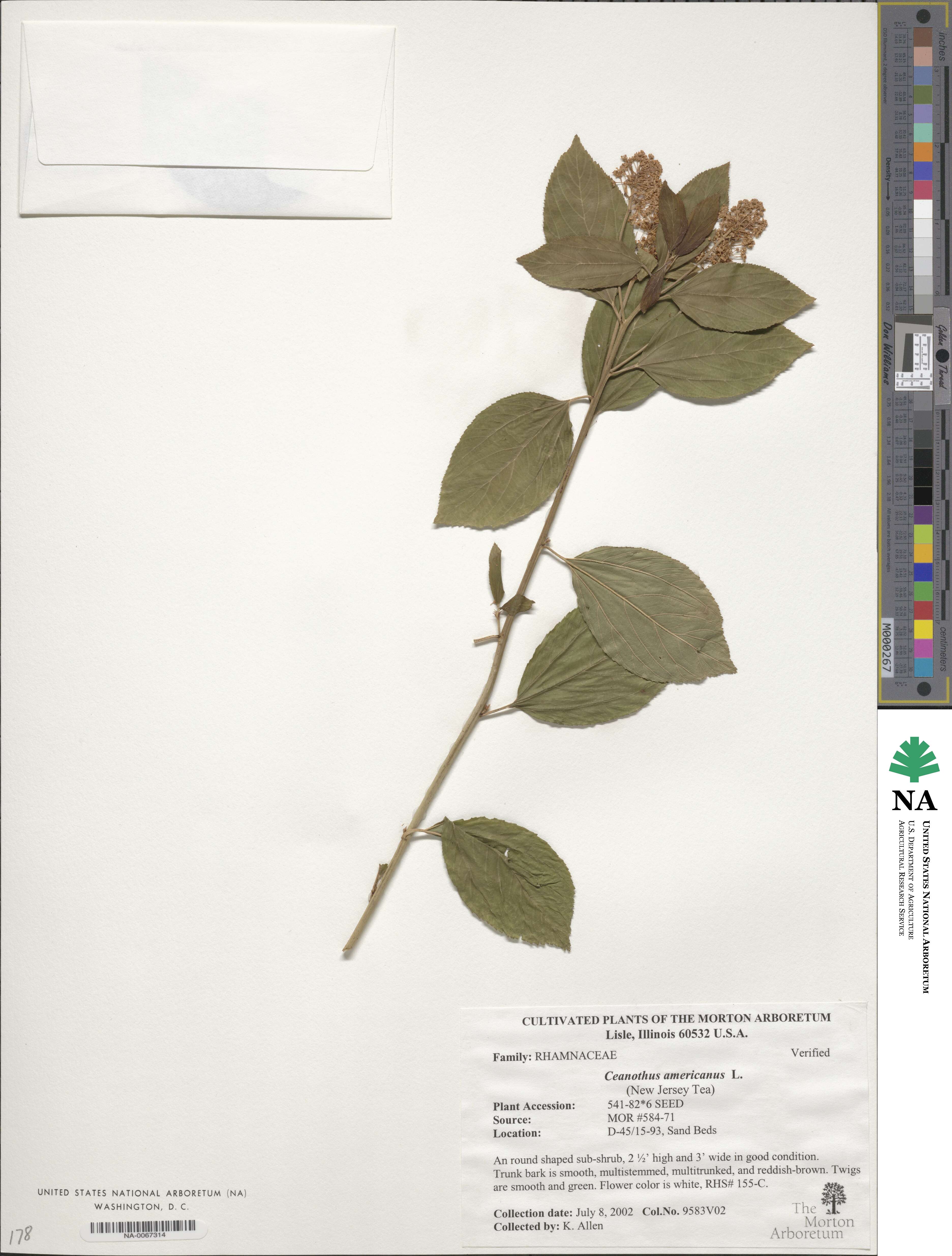 Ceanothus americanus image