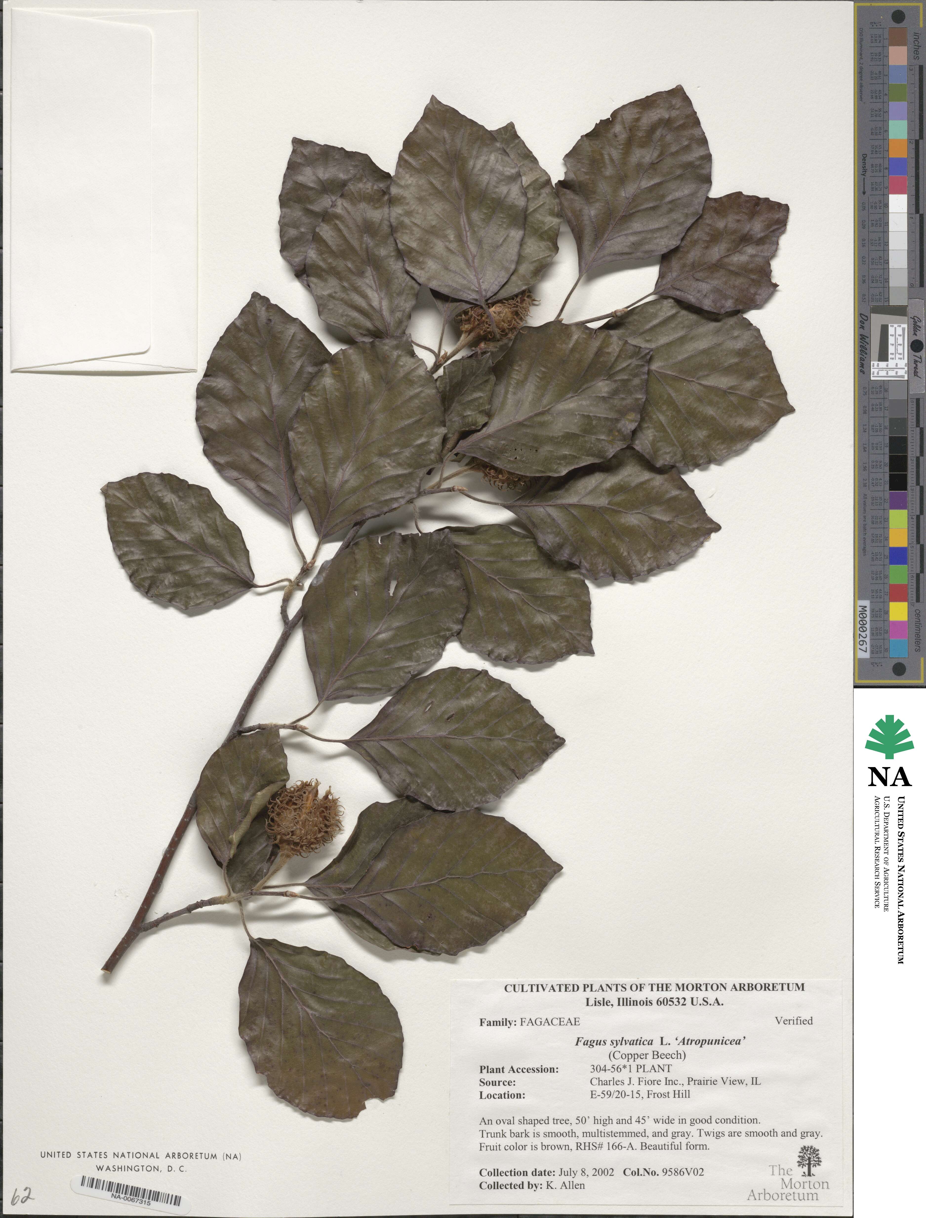 Fagus sylvatica image