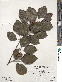 Fagus sylvatica image