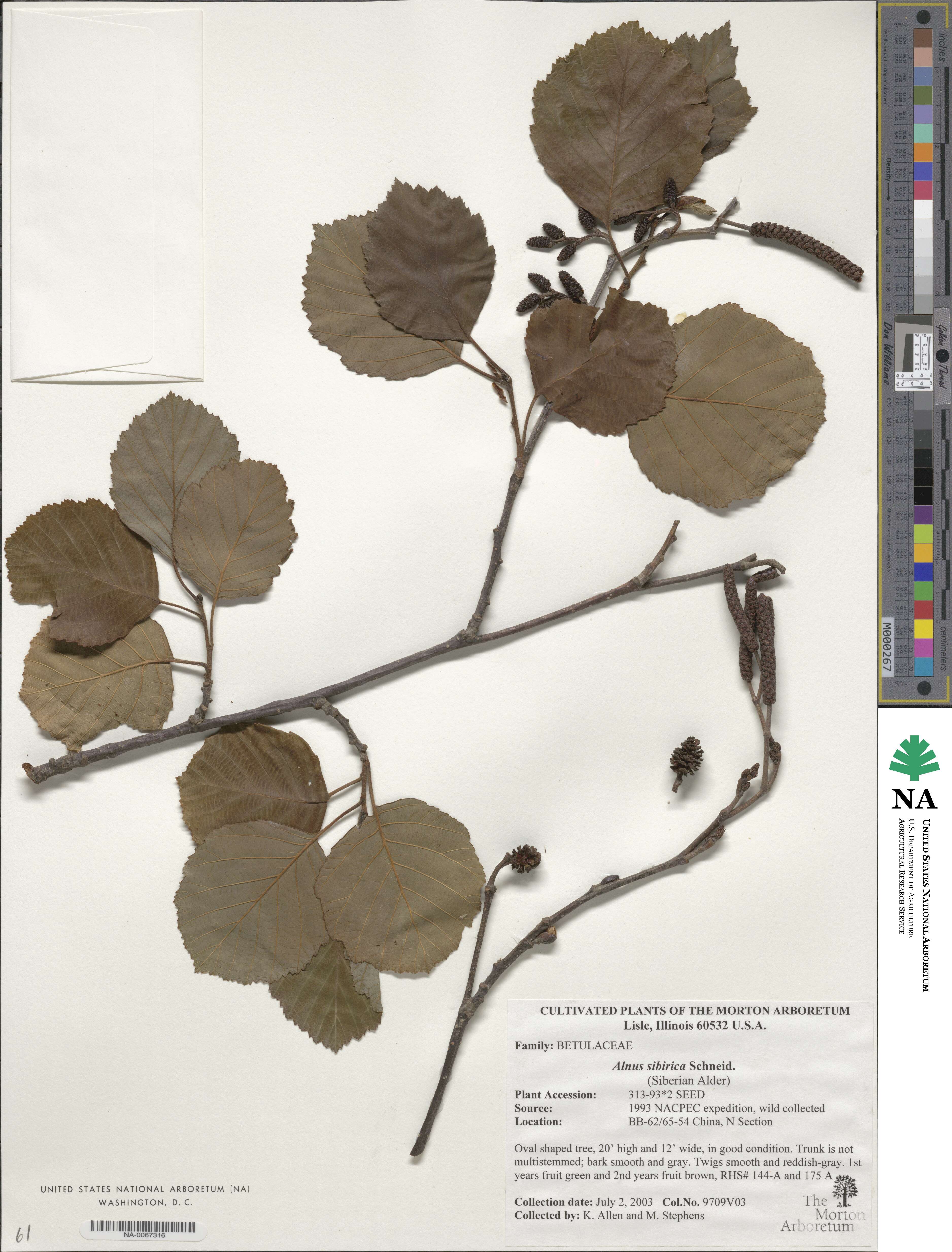Alnus hirsuta image