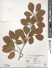 Fagus sylvatica image