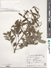 Styphnolobium japonicum image