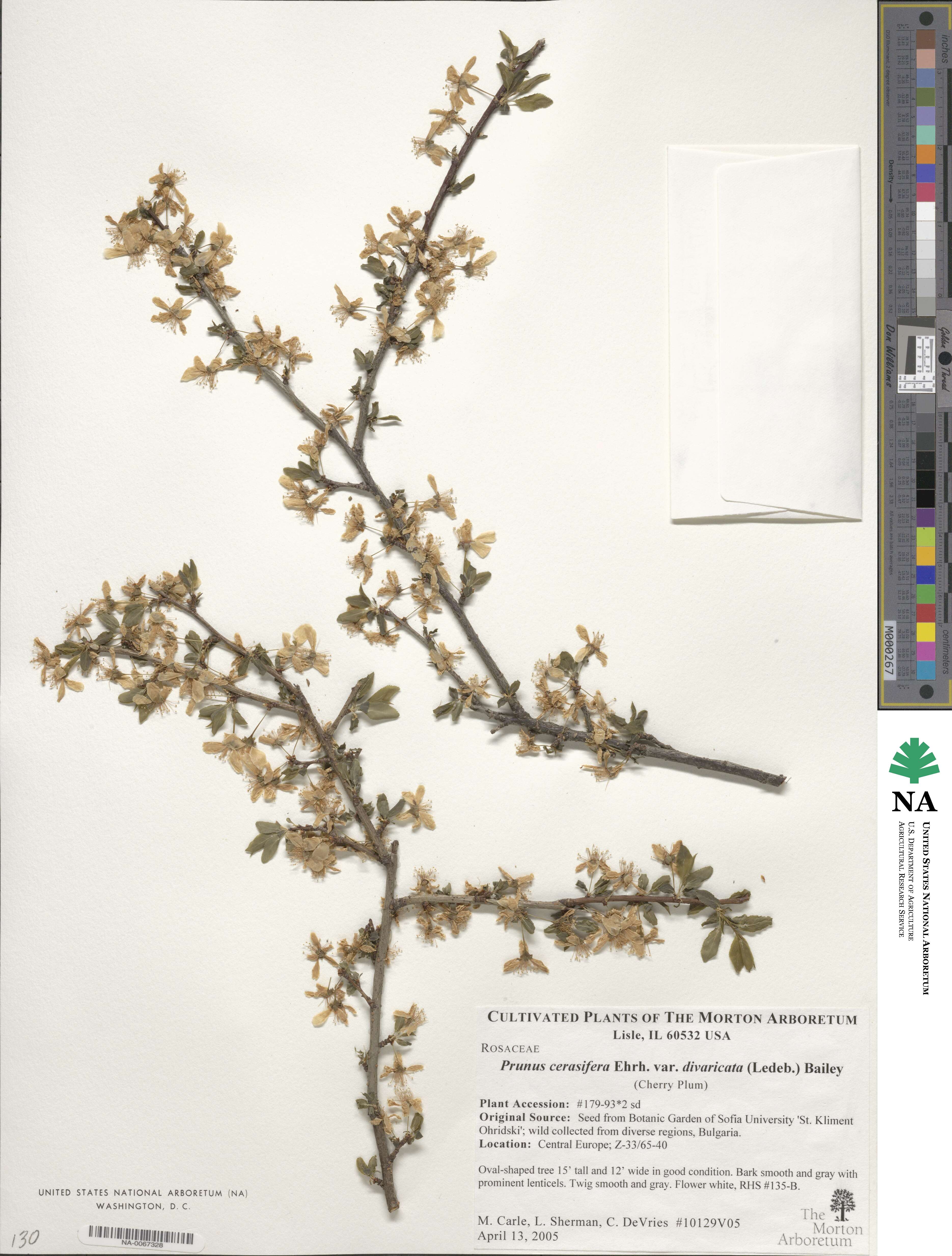 Prunus cerasifera image