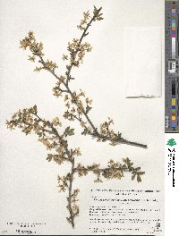 Prunus cerasifera image