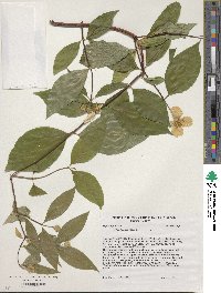 Philadelphus inodorus image