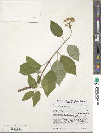 Hydrangea anomala image