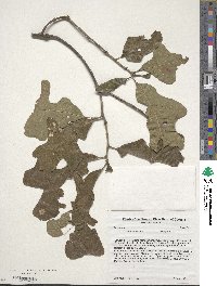 Quercus stellata image