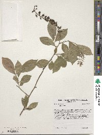 Itea virginica image