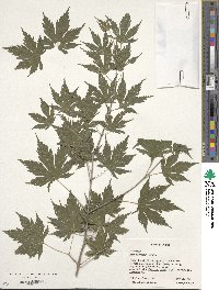 Acer palmatum image