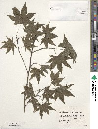 Acer palmatum var. amoenum image