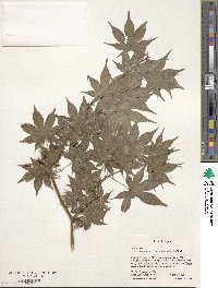 Acer palmatum var. amoenum image