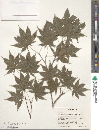 Acer palmatum image