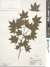 Acer palmatum var. amoenum image