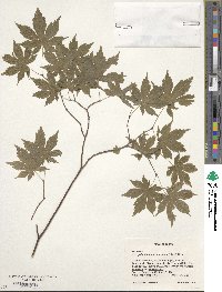 Acer palmatum var. amoenum image