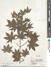 Acer palmatum var. amoenum image