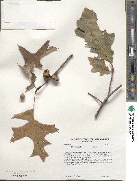 Quercus velutina image