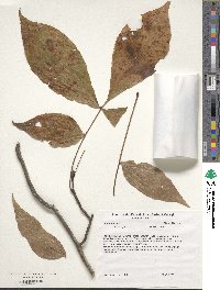 Carya glabra image