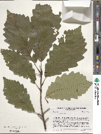 Quercus montana image