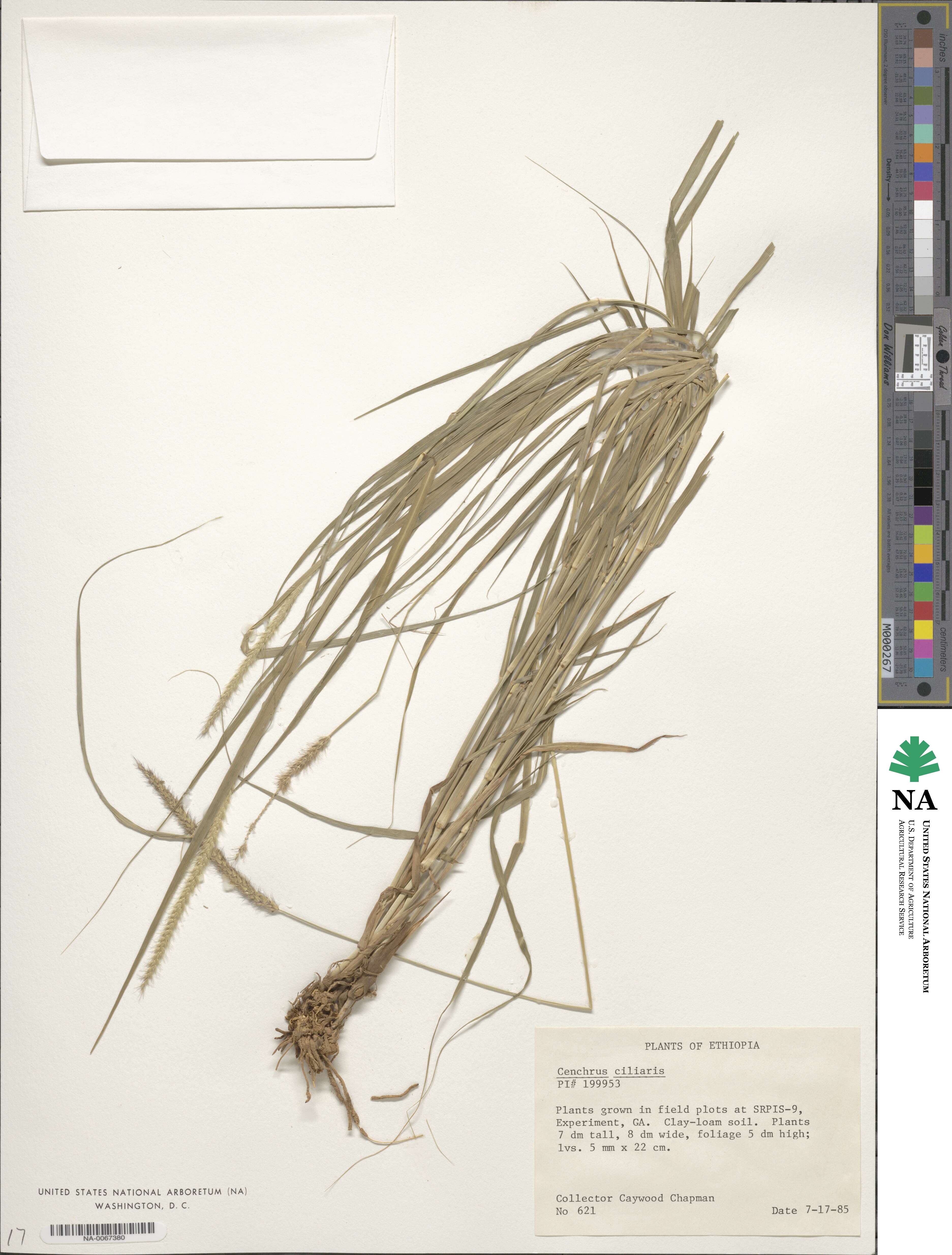 Cenchrus ciliaris image