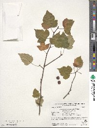 Crataegus phaenopyrum image