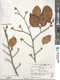 Hamamelis virginiana image