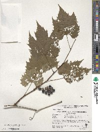 Vitis piasezkii var. pagnuccii image