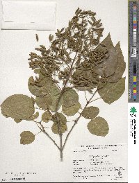 Syringa reticulata subsp. pekinensis image