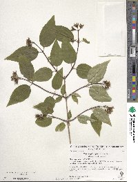 Philadelphus pekinensis image