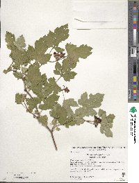 Rubus crataegifolius image