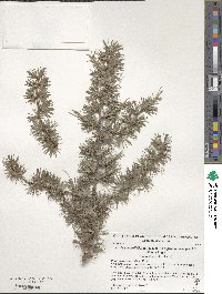 Larix gmelinii var. principis-rupprechtii image